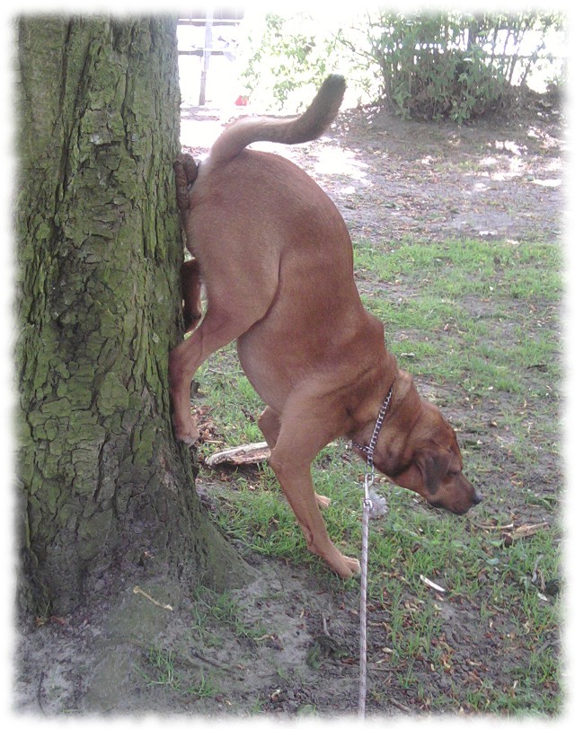 Hund Bruno kackt den Baumstamm hinauf.