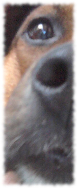 Bruno, der Hund.