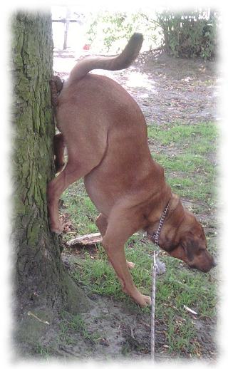 Bruno scheit den Baum aufwrts.