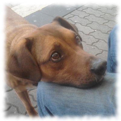 Bruno, treudoofen Blickes.
