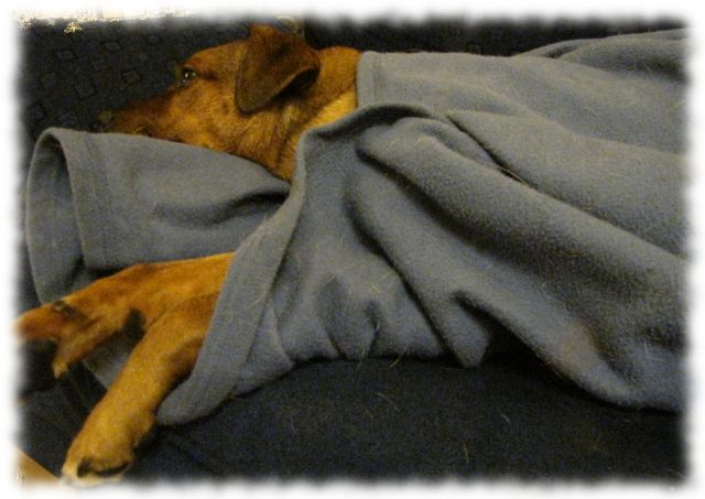 Hund Bruno, eingekuschelt in eine Decke.