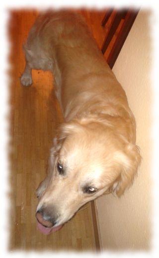 Fremder Hund (Golden Retriever)