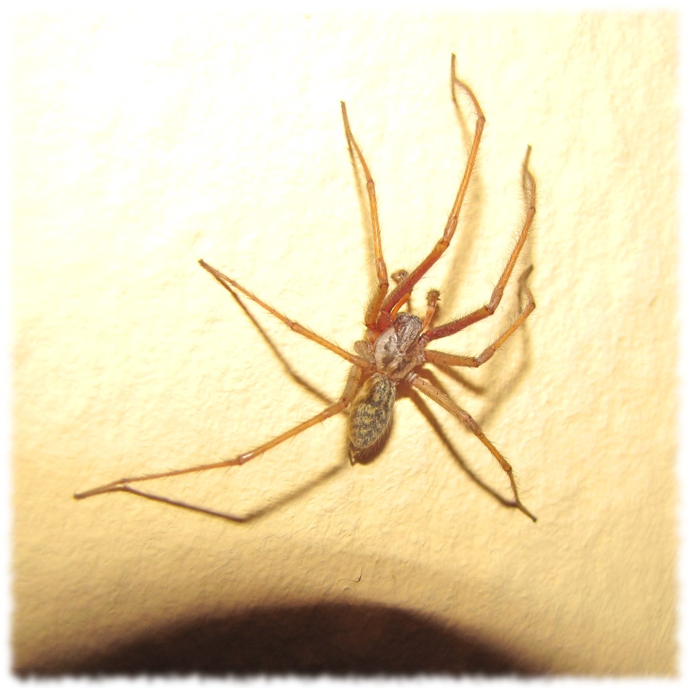 Fiese Monsterspinne, die mich garantiert auffressen will!