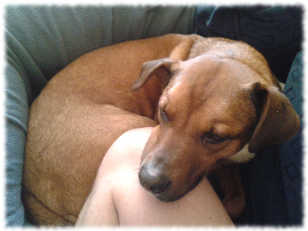 Hund Bruno zusammengerollt und kuschelig.