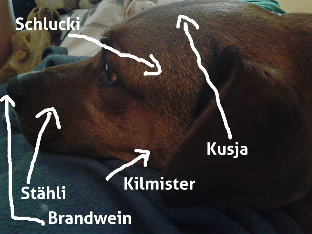 Anatomie des Brunokopfes, vergleiche Text.
