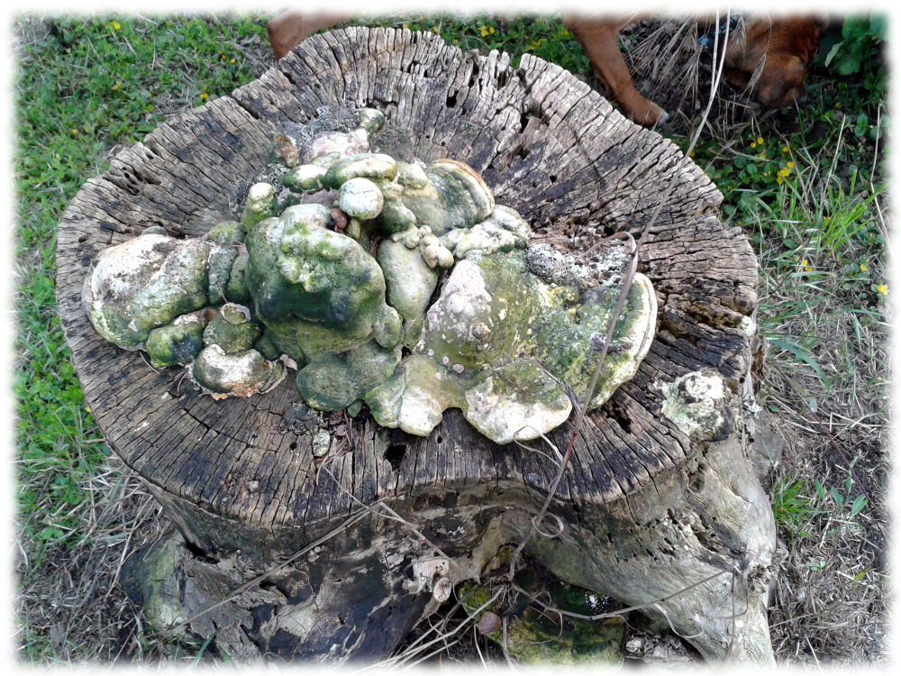 Schwammartiger Pilz auf Baumstumpf.
