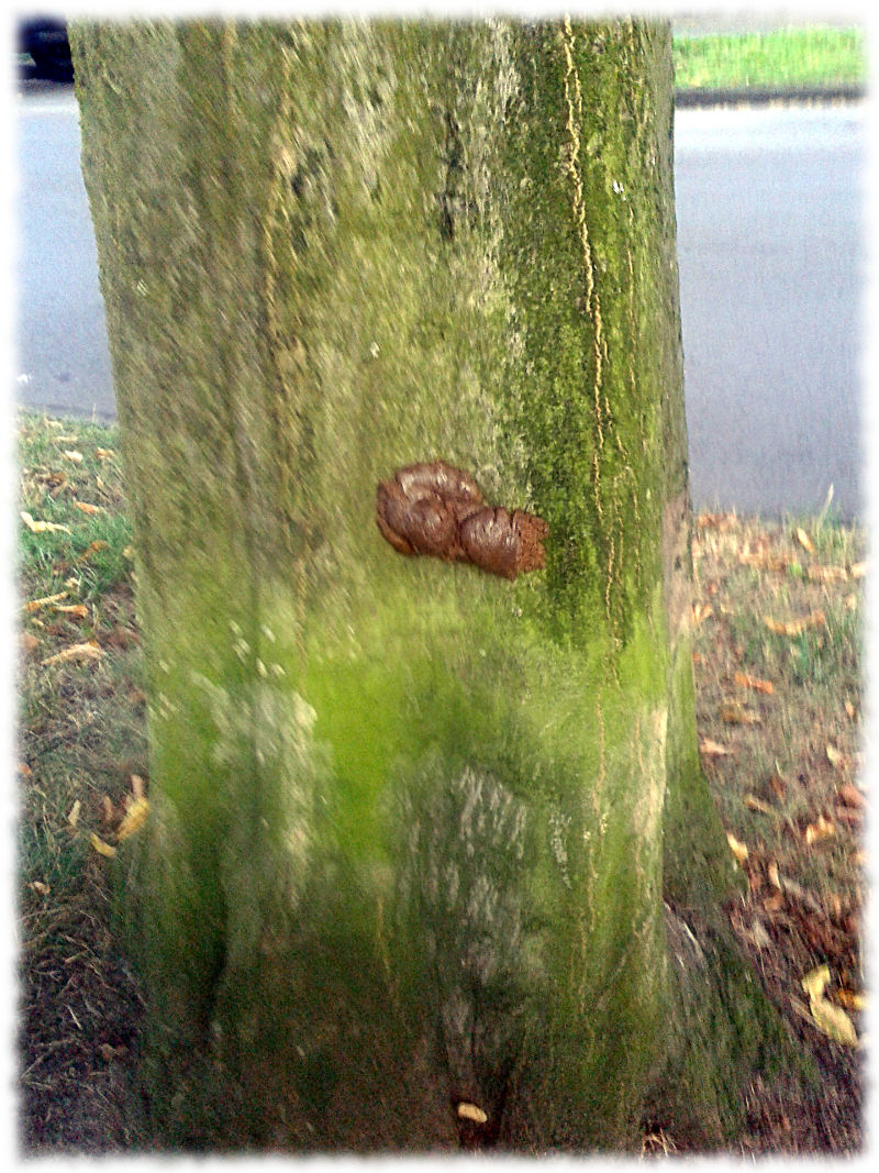 Hundehaufen klebt am Baumstamm.