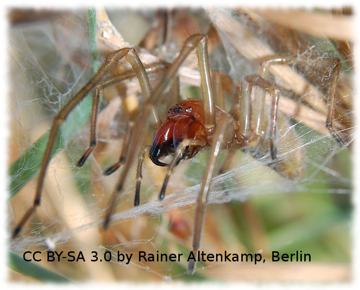 Ammen-Dornfinger-Monsterspinne - Photo von Rainer Altenkamp, Berlin, CC BY SA 3.0