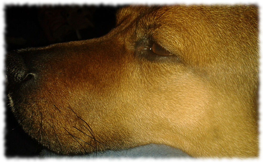 Hund Bruno guckt mde.