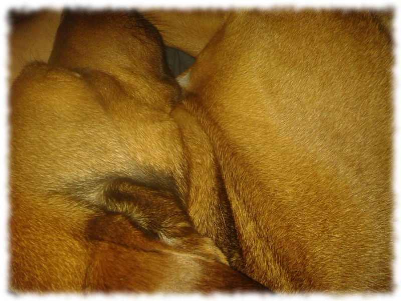 Hund Bruno, eingerollt.