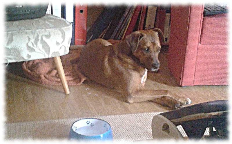 Hund guckt, als wre er es nicht gewesen.