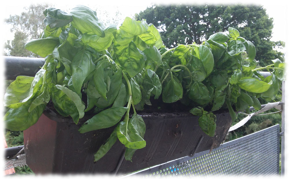 Basilikum im Balkonkasten, frisch gepflanzt. Endlich!