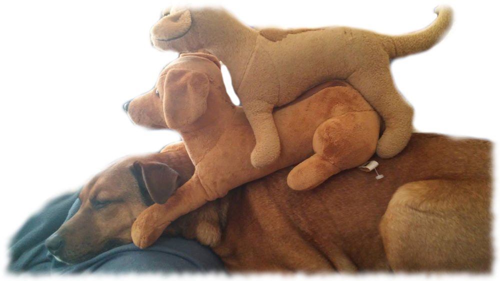 Bruno mit zwei Plschhunden obendrauf.