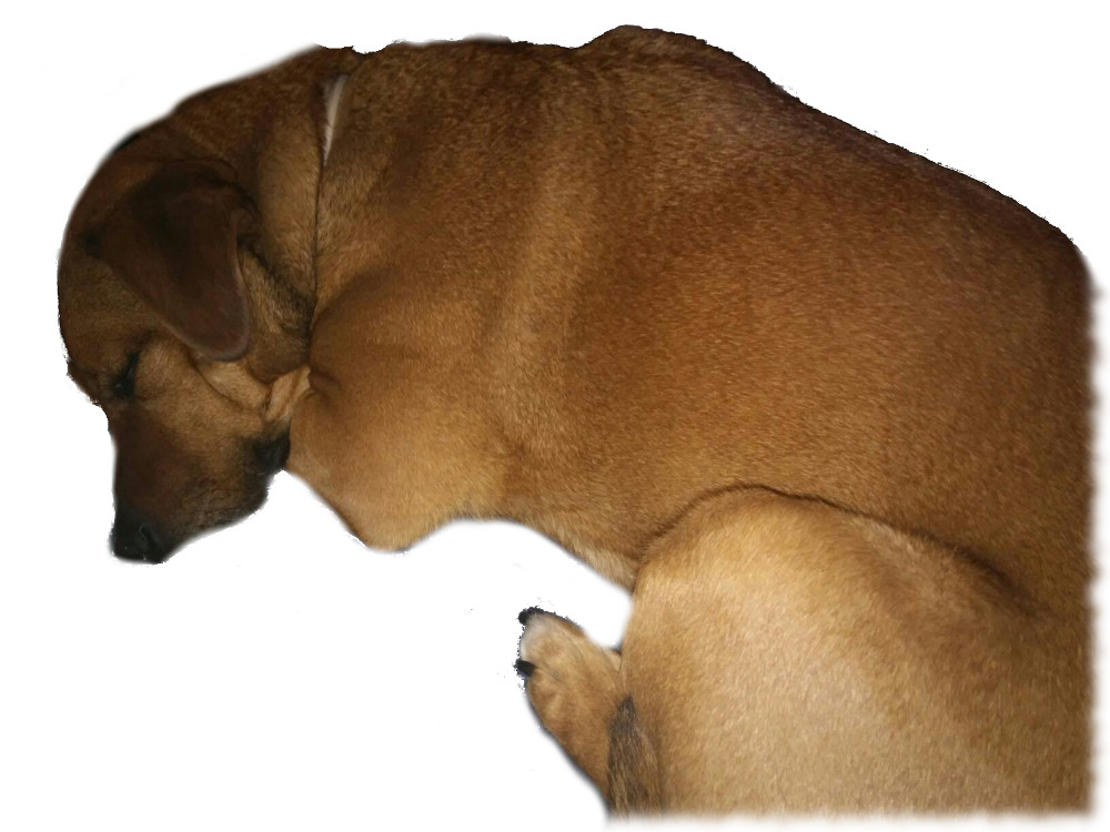 Hund Bruno pennt.