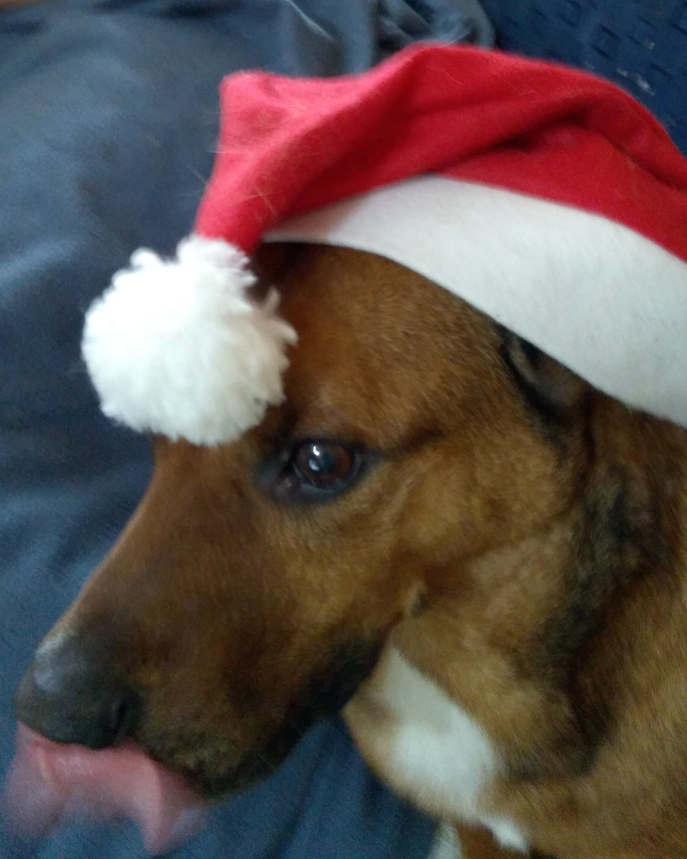 Hund Bruno mit Weihnachtsmannmtze