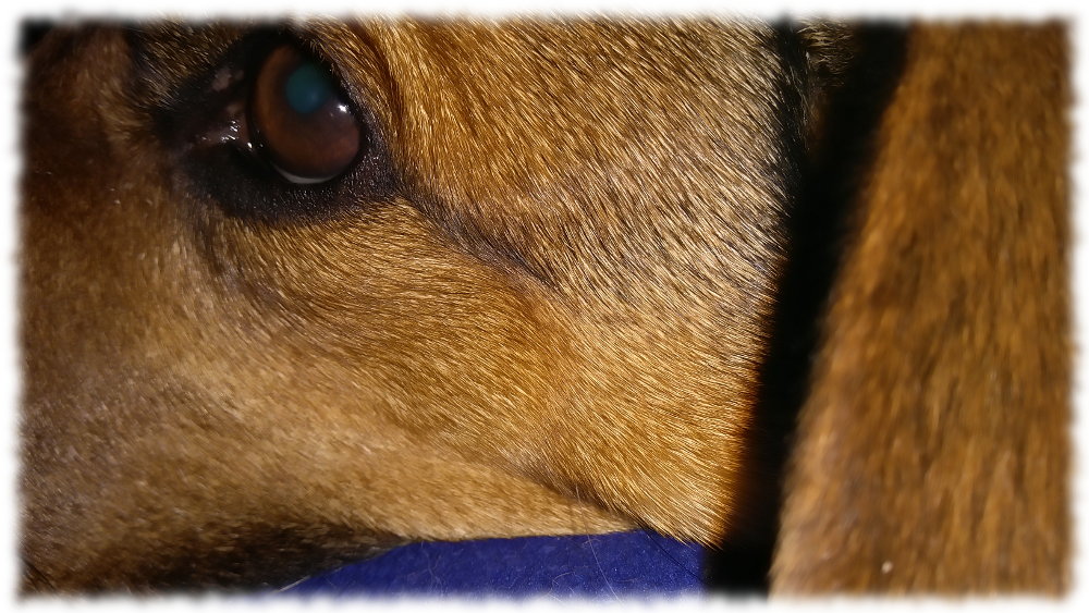 Hund Bruno mittlerweile wieder ganz entspannt.
