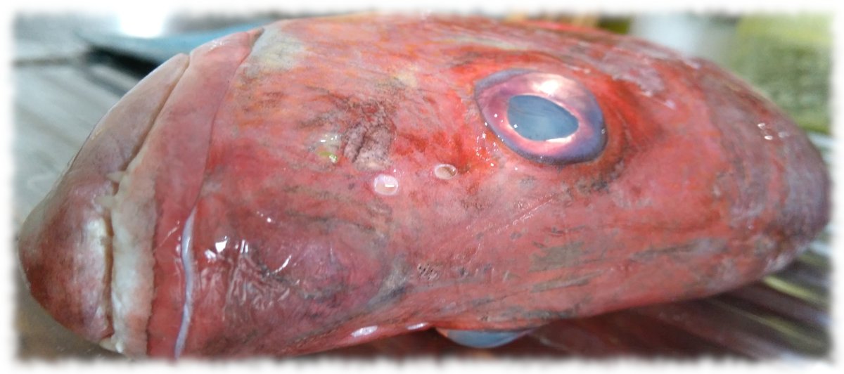 Red Snapper frontal