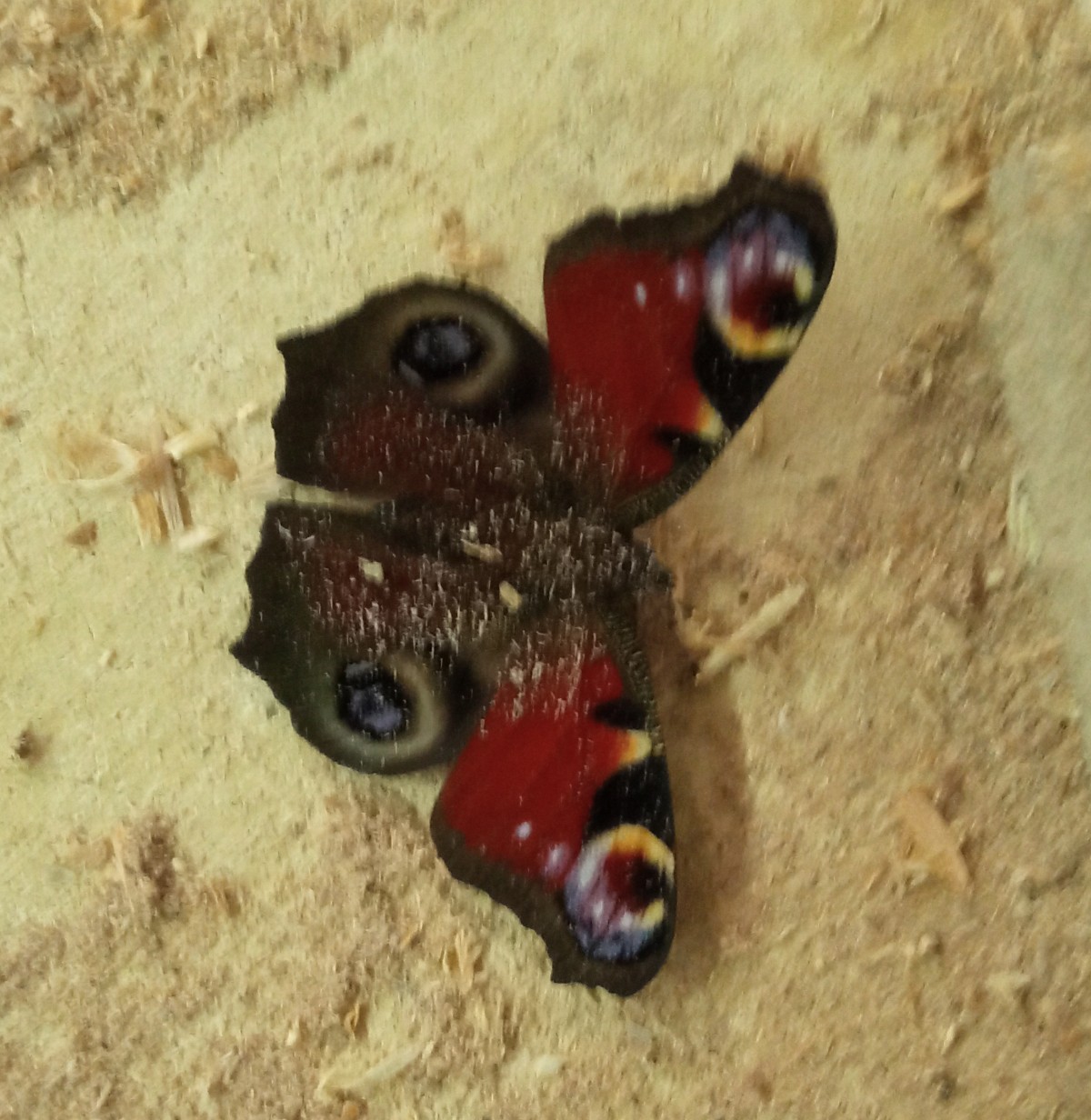 Tagpfauenauge im Holzstaub.