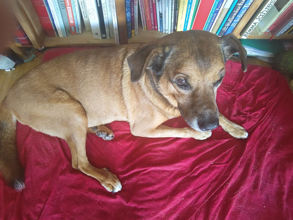 Hund Bruno (braun, mittelgro, kurzhaarig) liegt auf seinem Platz vorm Bcherregal. 