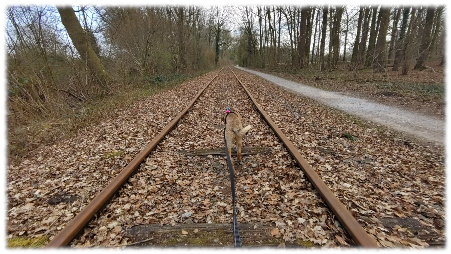 Trixi (junge Hndin mit kurzen braunen Haaren und weien Vorderpfoten, Sicherheitsgeschirr und angeleint) von hinten aufgenommen. Sie schnffelt zwischen den Schienen eines stillgelegten Bahngleises in einem lichten Wald. Rechts vom Gleis verluft parallel ein Spazierweg. Die Schwellen des Gleises sind unter altem Laub und beginnendem Bewuchs kaum noch zu sehen. Gleis und Weg verlaufen sich in der Ferne und beschreiben dort einen leichten Bogen nach rechts. 