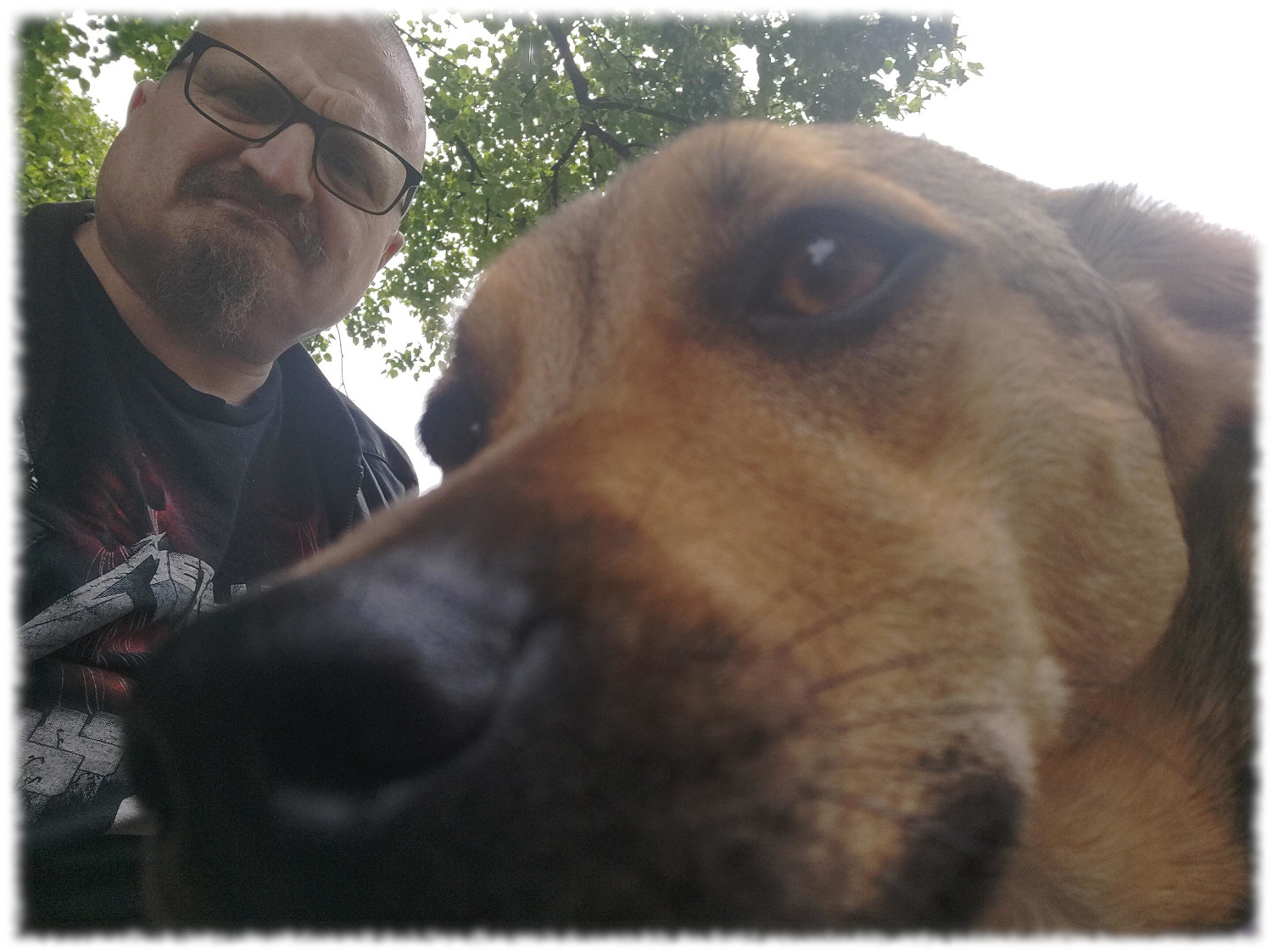 Im Vordergrund Kopf einer jungen Hndin mit kurzen braunen Haaren und schwarzer Schnauze, dahinter Herrchen mit Brille und Ziegenbart, etwas gnatzig guckend, im Hintergrund Bume 
