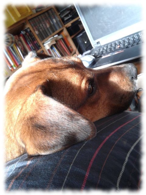 Bruno, fauler Hund.