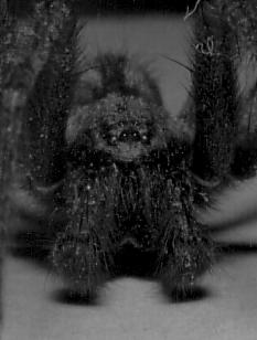 Spinne (c) by Ulf Hundeiker